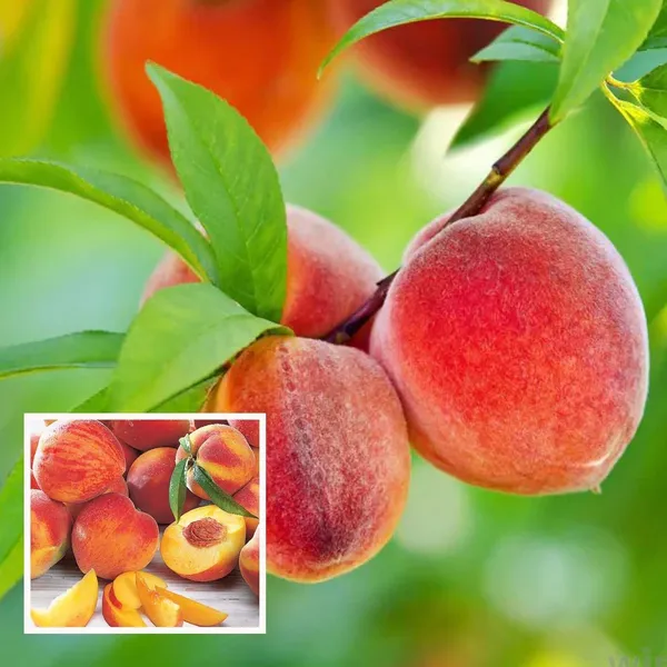 Shan_E_Punjab_Peach_Grafted_Fruit_Plant