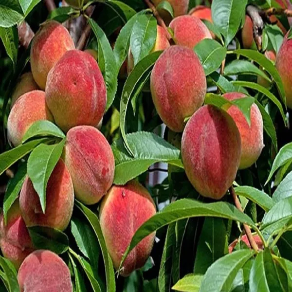 Shan_E_Punjab_Peach_Grafted_Fruit_Plant