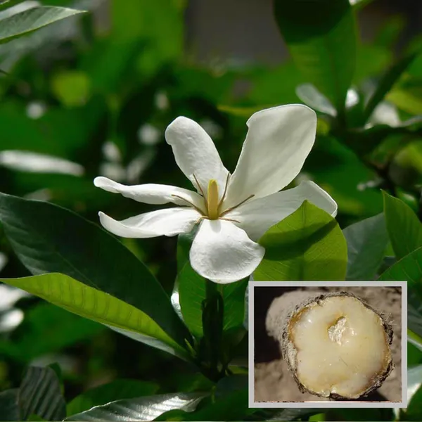Hing_Spice_Plant