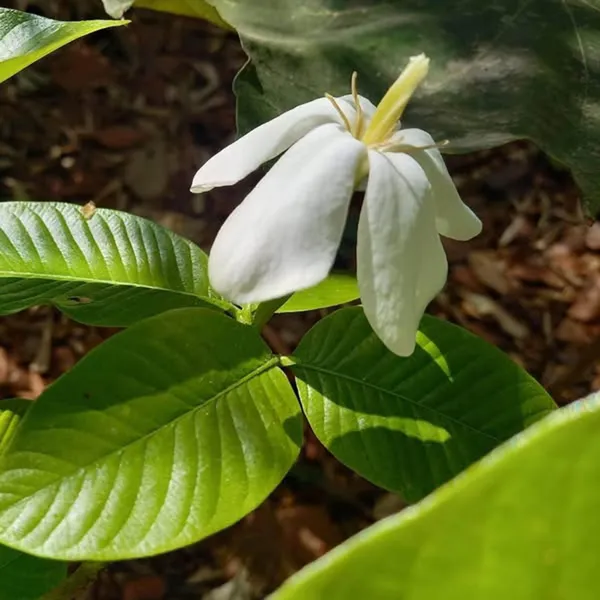 Hing_Spice_Plant
