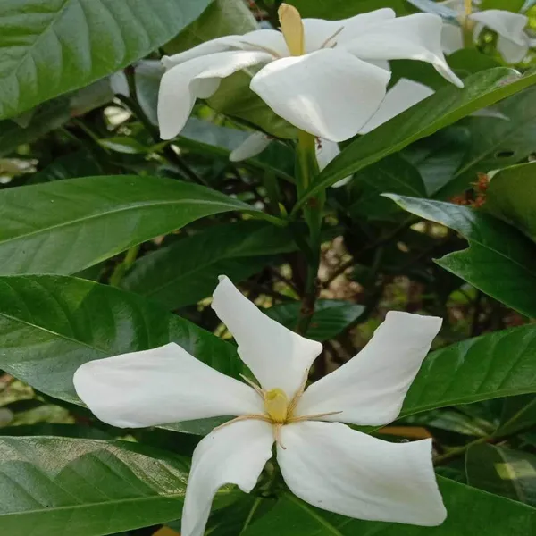 Hing_Spice_Plant