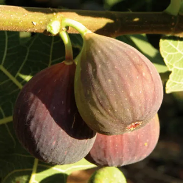 Brown_Turkey_Fig_Anjeer_Layering_Grafted_Fruit_Plant