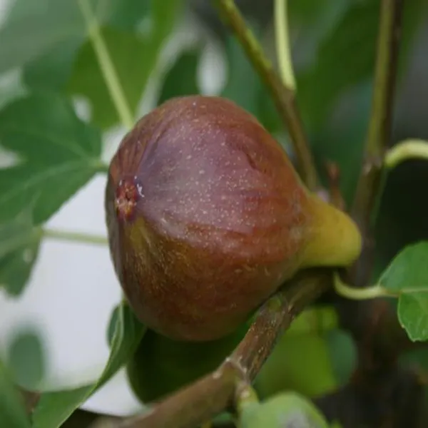 Brown_Turkey_Fig_Anjeer_Layering_Grafted_Fruit_Plant