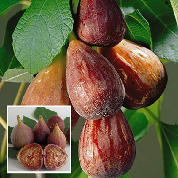 Brown_Turkey_Fig_Anjeer_Layering_Grafted_Fruit_Plant
