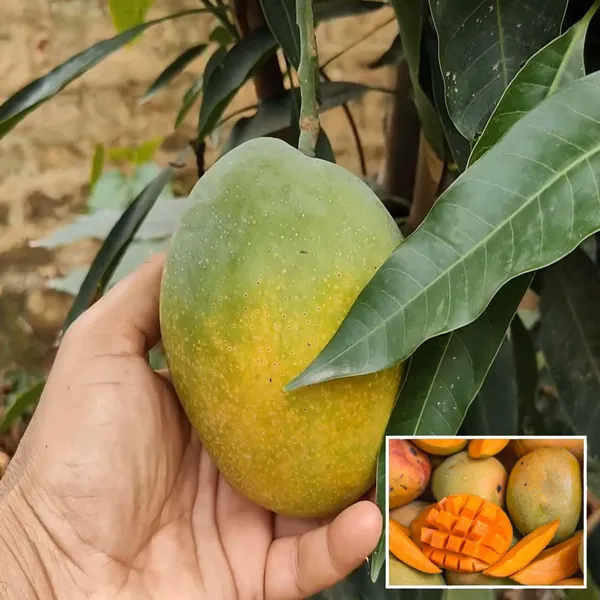 Pusa_Surya_Mango_Aam_Grafted_Fruit_Plant