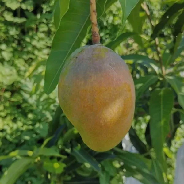 Pusa_Surya_Mango_Aam_Grafted_Fruit_Plant