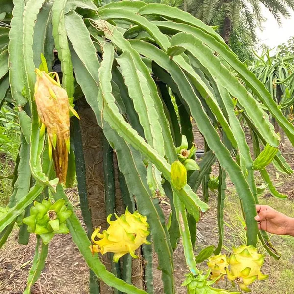Yellow_Colombiana_Dragon_Fruit_Cutting_Grafted_Fruit_Plant