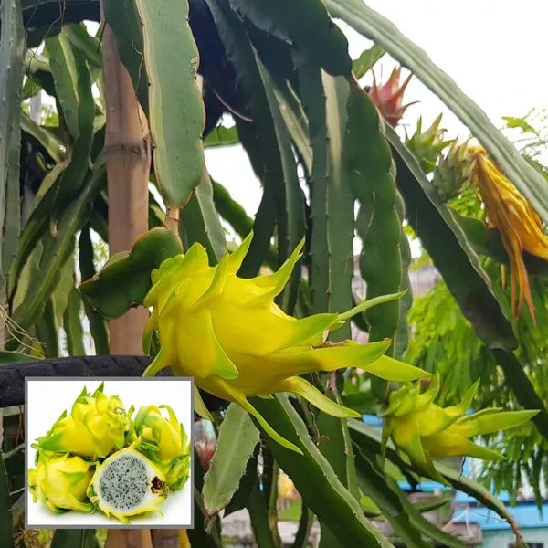Yellow_Colombiana_Dragon_Fruit_Cutting_Grafted_Fruit_Plant