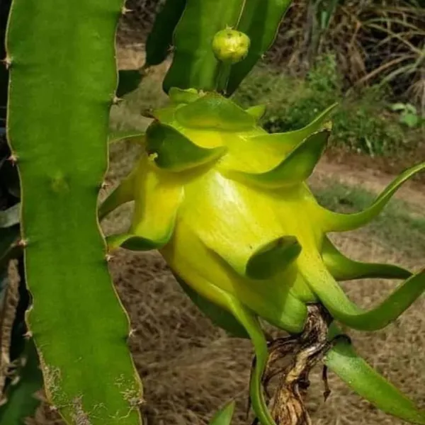Yellow_Colombiana_Dragon_Fruit_Cutting_Grafted_Fruit_Plant