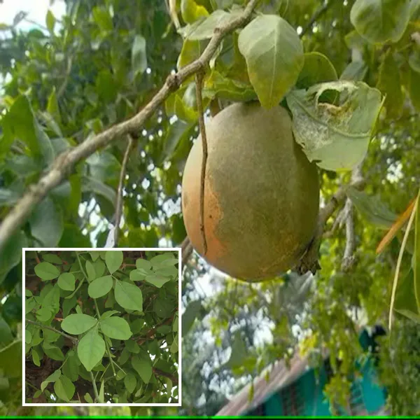 Seedling_Bel_Bael_Bilva_Fruit_Plant