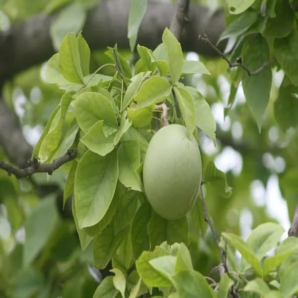 Seedling_Bel_Bael_Bilva_Fruit_Plant