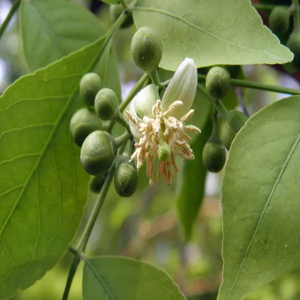 Seedling_Bel_Bael_Bilva_Fruit_Plant