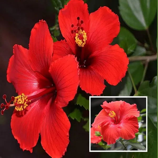 Red_Colour_Desi_Puja_Hibiscus_Joba_Gudhal_Flower_Plant