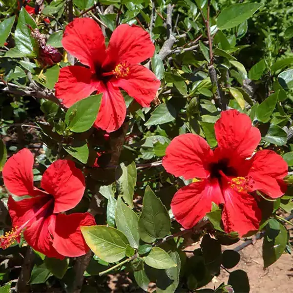 Red_Colour_Desi_Puja_Hibiscus_Joba_Gudhal_Flower_Plant