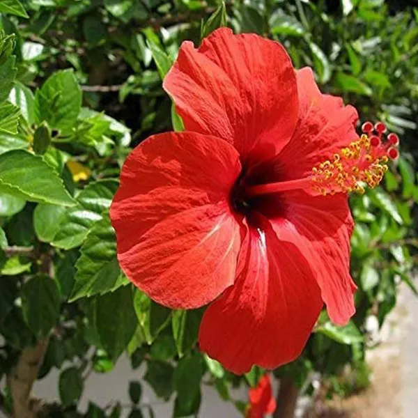 Red_Colour_Desi_Puja_Hibiscus_Joba_Gudhal_Flower_Plant