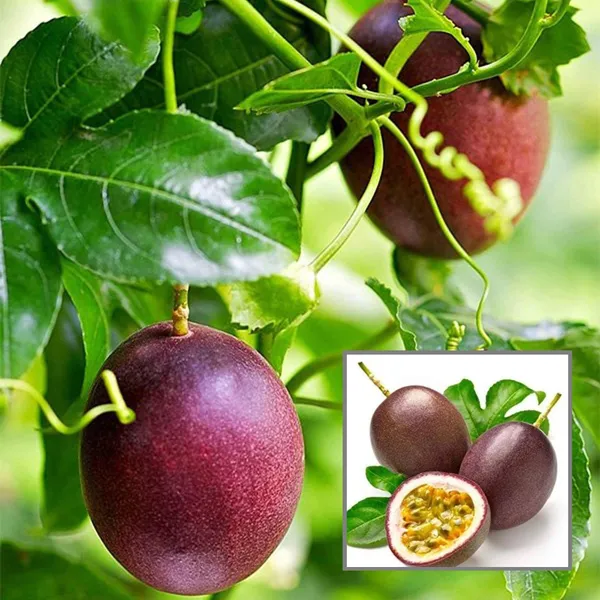 Passion_Fruit_Climbing_Plant