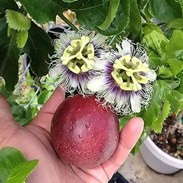 Passion_Fruit_Climbing_Plant