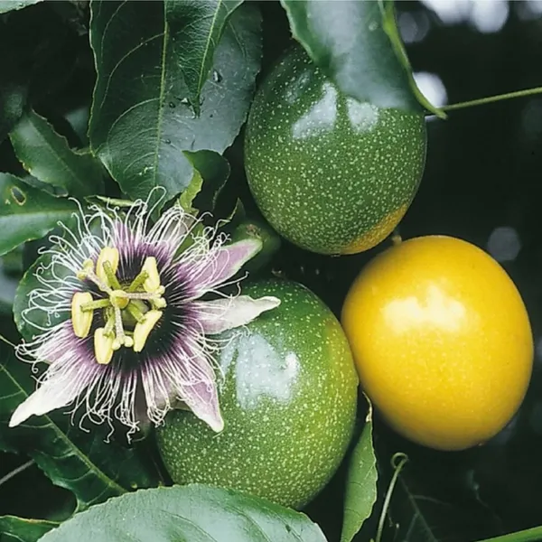 Passion_Fruit_Climbing_Plant