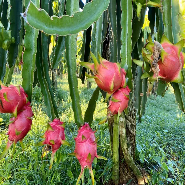 Pink_Dragon_Fruit_Cutting_Grafted_Fruit_Plant