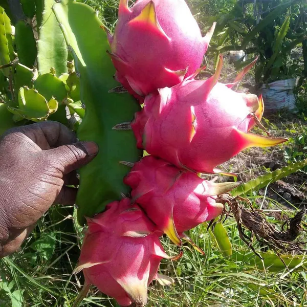 Pink_Dragon_Fruit_Cutting_Grafted_Fruit_Plant