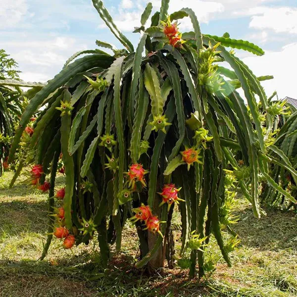 Pink_Dragon_Fruit_Cutting_Grafted_Fruit_Plant