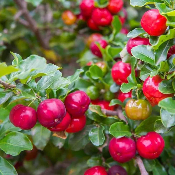 Barbados_Apple_Cherry_Cherries_Layering_Grafted_Fruit_Plant