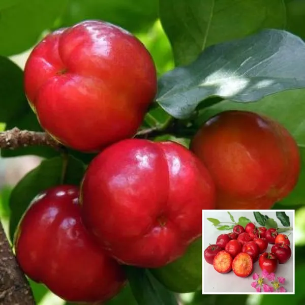 Barbados_Apple_Cherry_Cherries_Layering_Grafted_Fruit_Plant