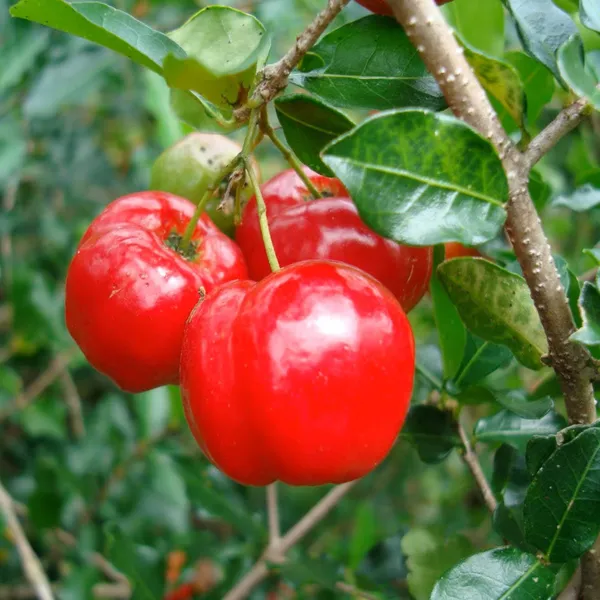 Barbados_Apple_Cherry_Cherries_Layering_Grafted_Fruit_Plant