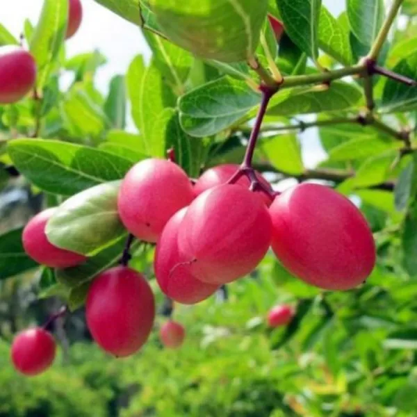Karonda_Carissa_Carandas_Cherry_Cherries_Layering_Grafted_Fruit_Plant