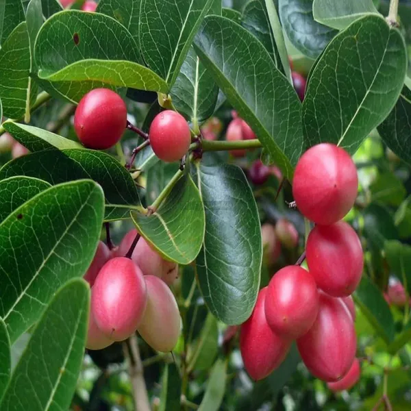 Karonda_Carissa_Carandas_Cherry_Cherries_Layering_Grafted_Fruit_Plant
