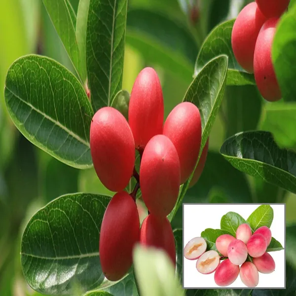 Karonda_Carissa_Carandas_Cherry_Cherries_Layering_Grafted_Fruit_Plant