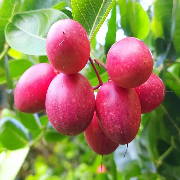 Karonda_Carissa_Carandas_Cherry_Cherries_Layering_Grafted_Fruit_Plant