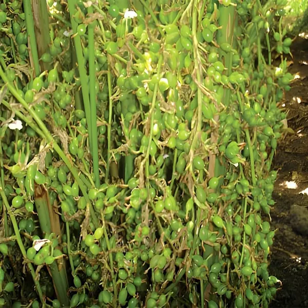 Elaichi_Cardamom_Spice_Plant