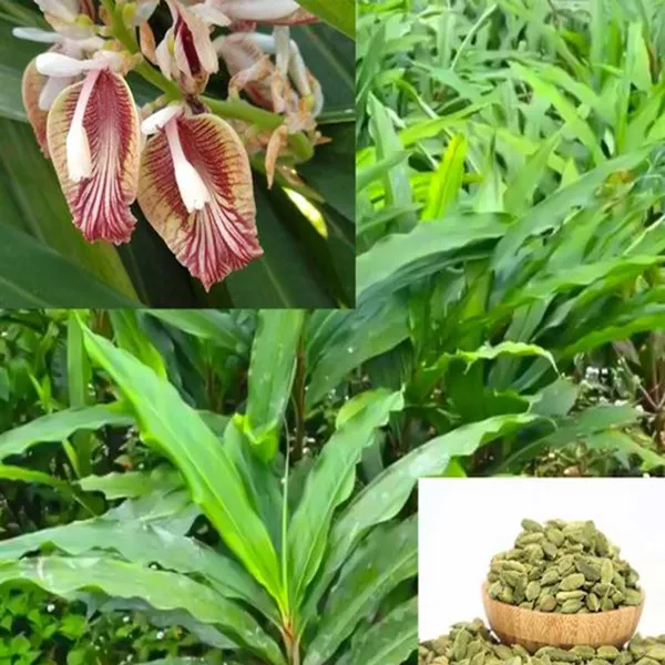 Elaichi_Cardamom_Spice_Plant