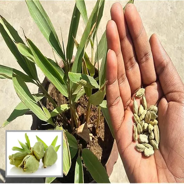Elaichi_Cardamom_Spice_Plant