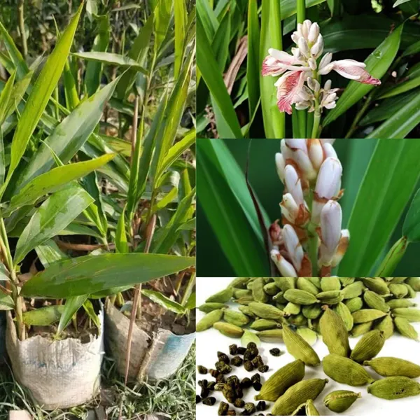 Elaichi_Cardamom_Spice_Plant