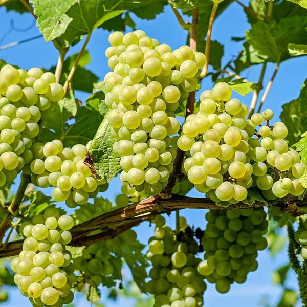 Green_Grapes_Angoor_Layering_Grafted_Fruit_Plant