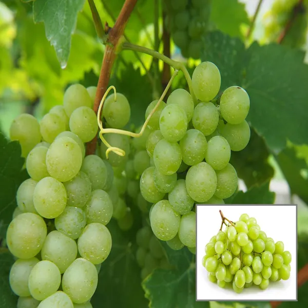 Green_Grapes_Angoor_Layering_Grafted_Fruit_Plant