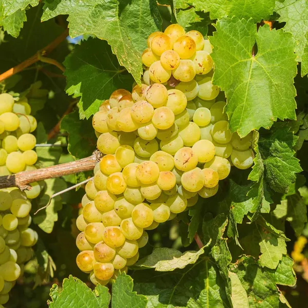 Green_Grapes_Angoor_Layering_Grafted_Fruit_Plant