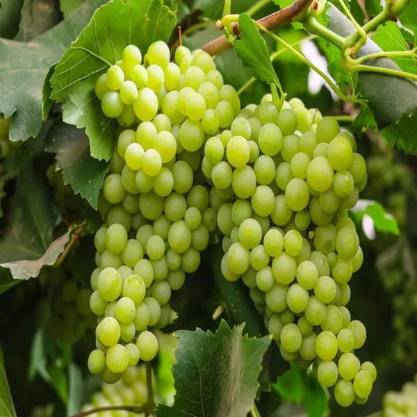 Green_Grapes_Angoor_Layering_Grafted_Fruit_Plant
