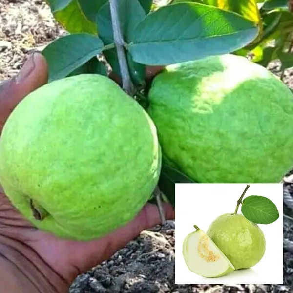 Sardar_Lucknow_49_L_49_Guava_Amrood_Layering_Grafted_Fruit_Plant