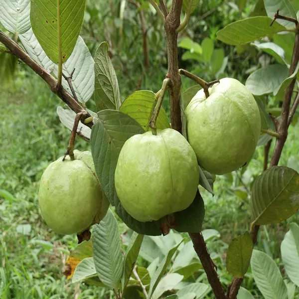 Sardar_Lucknow_49_L_49_Guava_Amrood_Layering_Grafted_Fruit_Plant