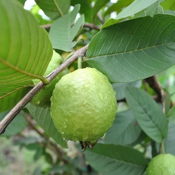 Sardar_Lucknow_49_L_49_Guava_Amrood_Layering_Grafted_Fruit_Plant