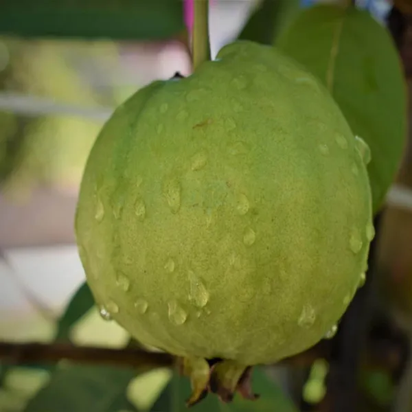 Sardar_Lucknow_49_L_49_Guava_Amrood_Layering_Grafted_Fruit_Plant