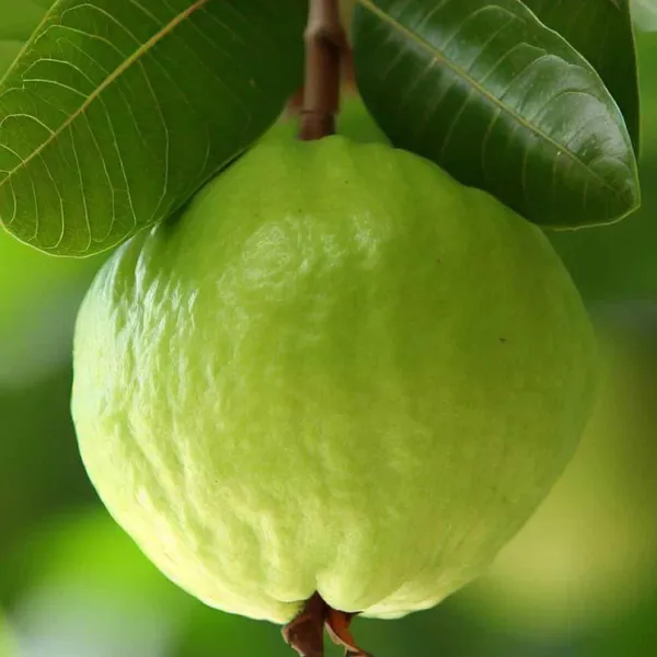 Super_Kiran_Thai_5_Guava_Amrood_Layering_Grafted_Fruit_Plant