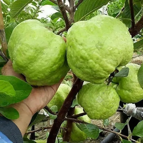 Super_Kiran_Thai_5_Guava_Amrood_Layering_Grafted_Fruit_Plant