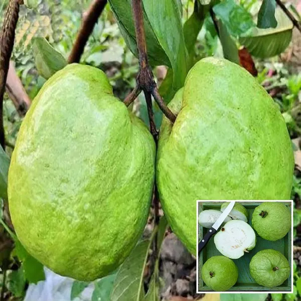 Super_Kiran_Thai_5_Guava_Amrood_Layering_Grafted_Fruit_Plant