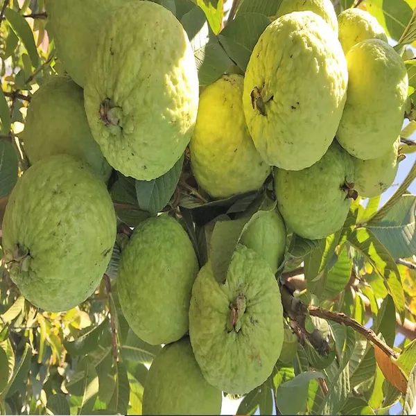 Super_Kiran_Thai_5_Guava_Amrood_Layering_Grafted_Fruit_Plant