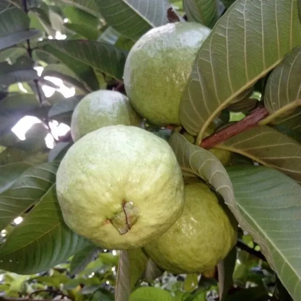 Allahabad_Safeda_Guava_Amrood_Layering_Grafted_Fruit_Plant