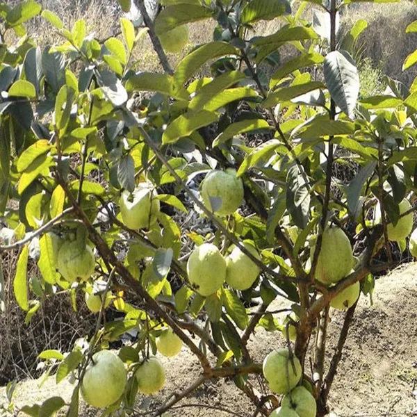 Allahabad_Safeda_Guava_Amrood_Layering_Grafted_Fruit_Plant